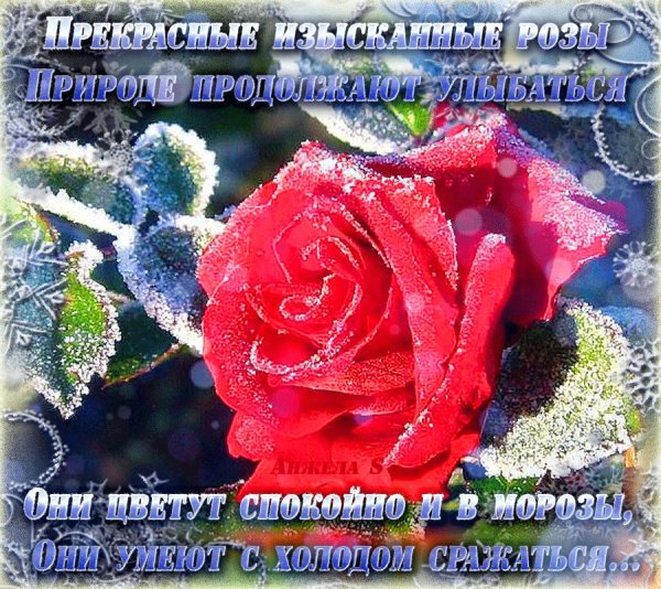 Зимние розы с пожеланием