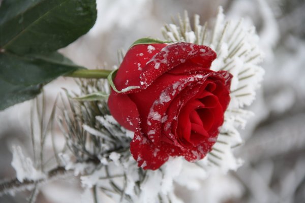 Зимняя роза