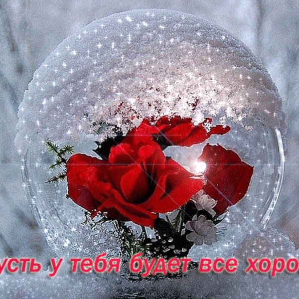 Зимние розы с пожеланием