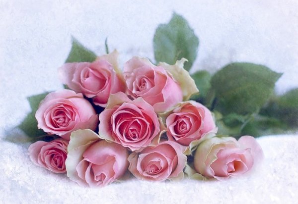 Букет розовых роз на снегу