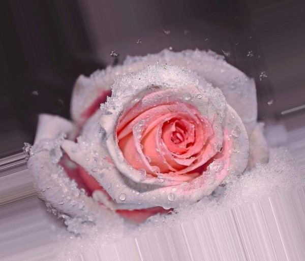Розовые розы на снегу
