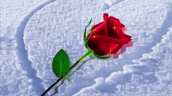 Розы на снегу гиф