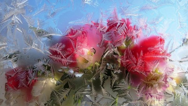 Цветы на морозном окне