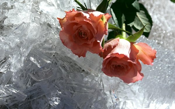 Роза на зимнем стекле