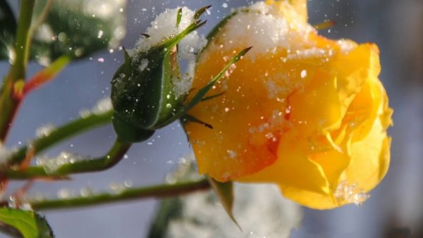 Желтые розы на снегу