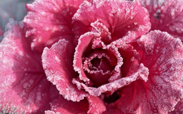Морозные цветы
