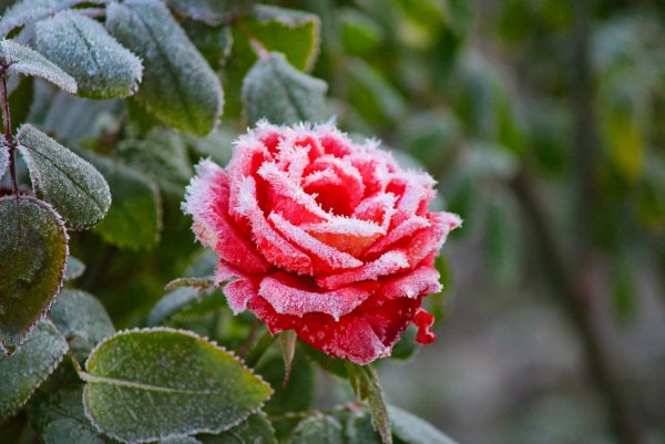 Розы на снегу