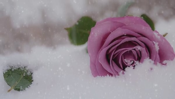 Розовые розы на снегу