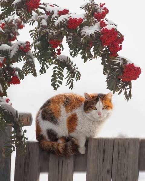 Кот и первый снег