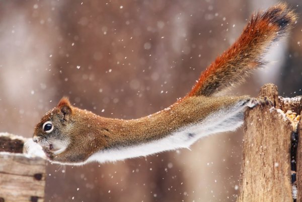 Забавные животные зимой