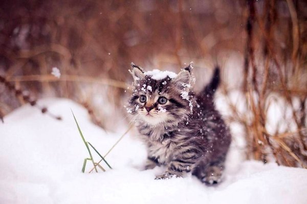 Котенок в снегу