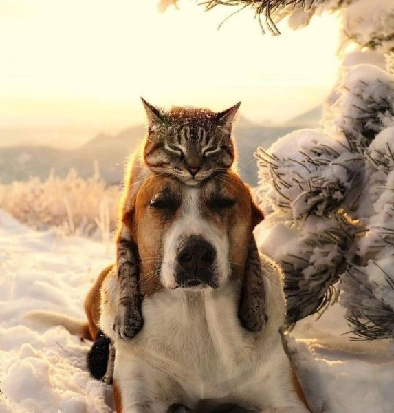 Кошка и собака зимой