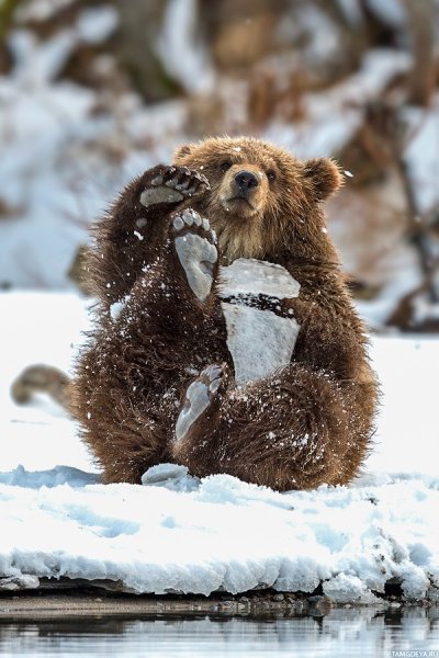 Медвежонок зимой