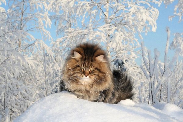 Зимнее утро животные