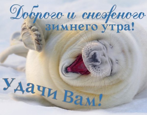 Доброе зимнее утро с животными