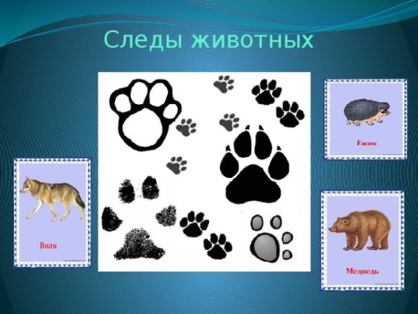Следы диких зверей