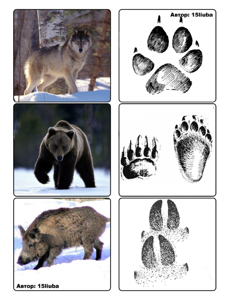 Следы диких животных