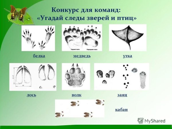 Следы диких животных