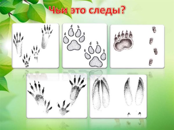Следы животных для детей