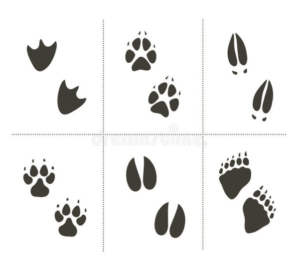 Соотнеси следы животных