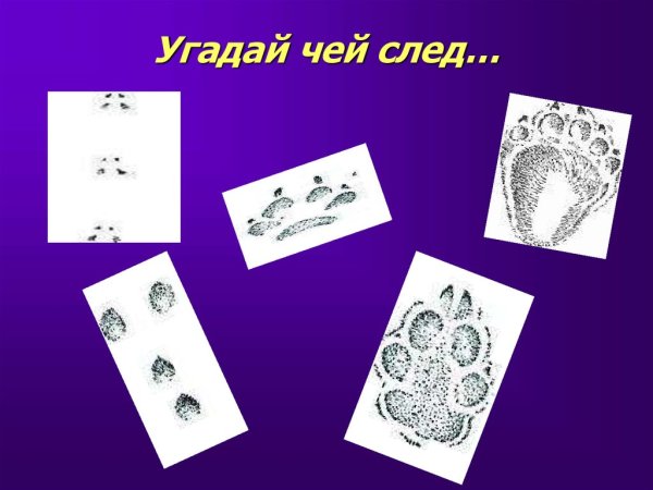 Угадай чьи следы на снегу