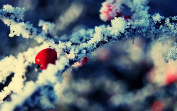 Цветы в снегу