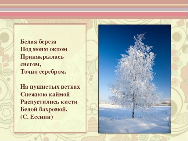 Белая берёза под моим окном Тютчев