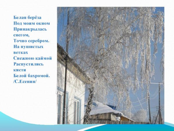 Белая береза Принакрылась снегом