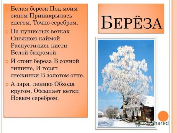Белая берёза под моим окном Принакрылась снегом точно серебром Автор