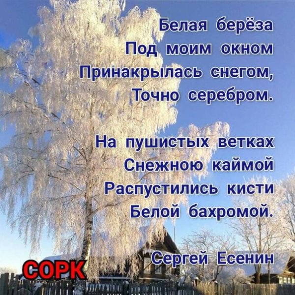 Белая берёза под моим окном Принакрылась