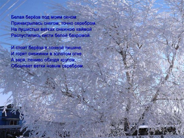 Есенин на пушистых ветках снежною каймой