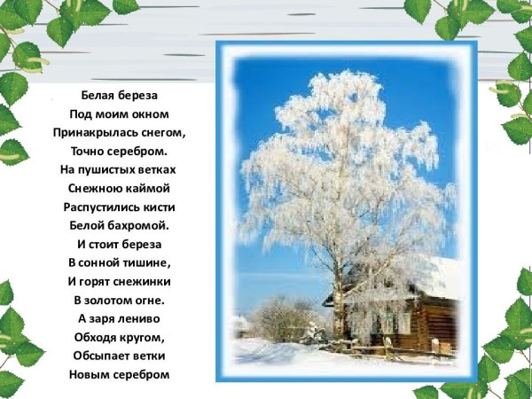 Береза Принакрылась снегом точно серебром