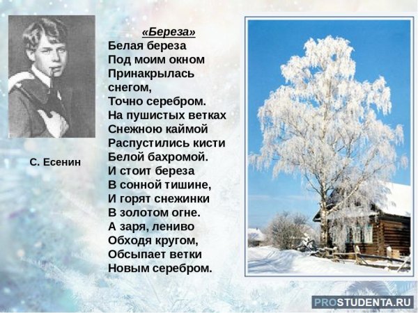 Стихотворение Есенина белая береза под моим окном текст