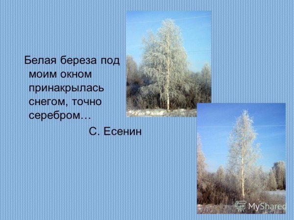 Стихотворение Пушкина белая береза