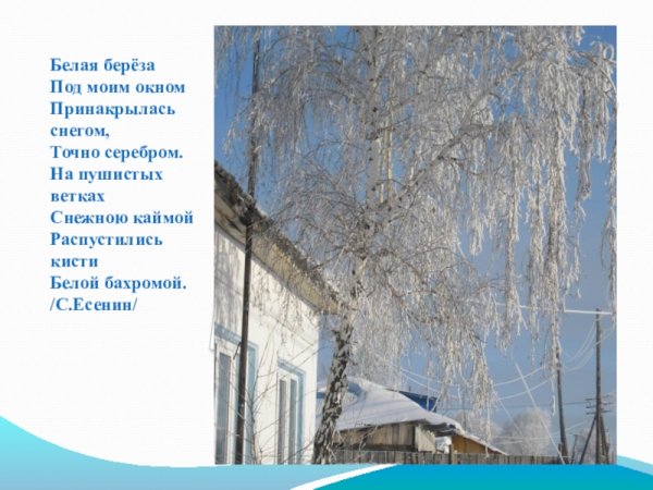 Есенин белая берёза под моим окном