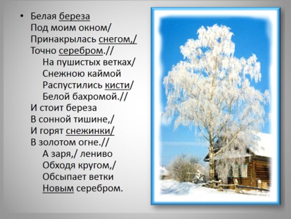 Берёза стих Есенина