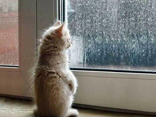 Кот смотрит в окно дождь
