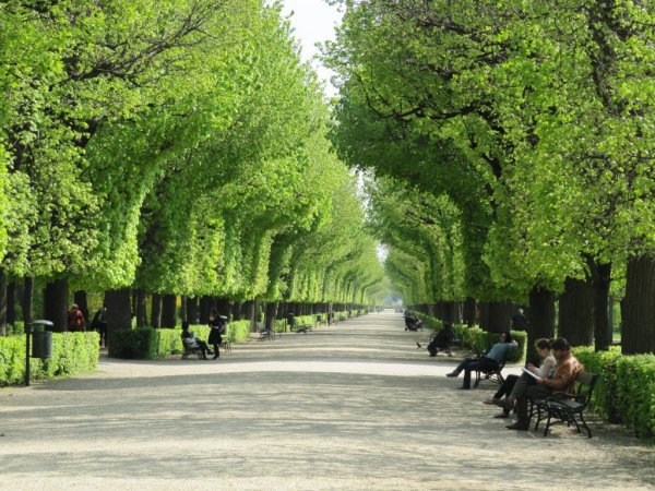 Деревья в парке Шенбрунн