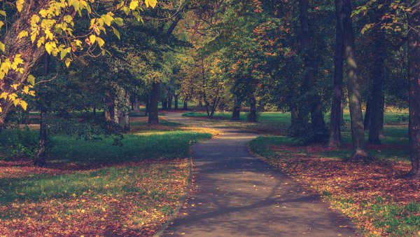 Дорожка в парке