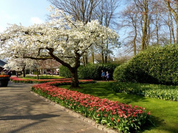 Цветущие деревья в парках