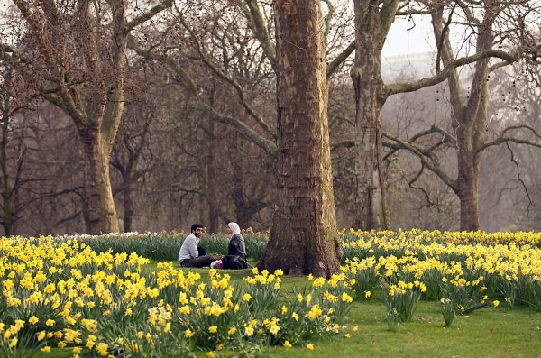 Нарциссы в сент Джеймском парке