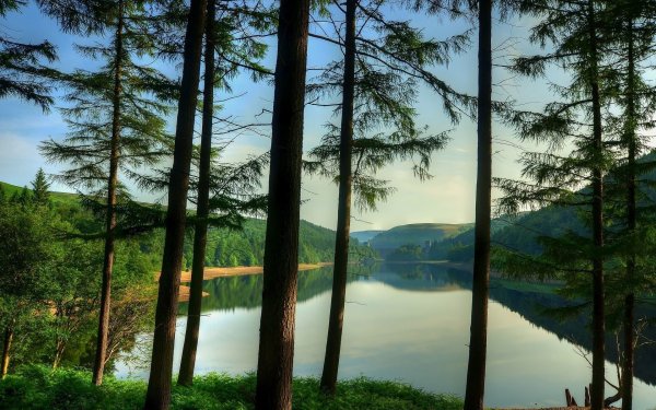 Озеро у леса