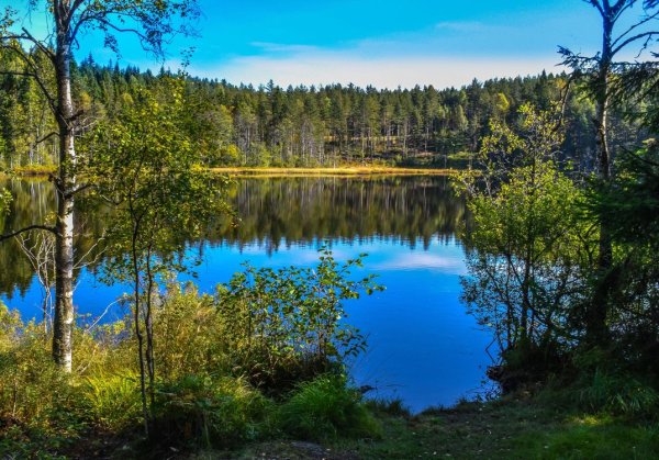 Небольшое озеро в лесу