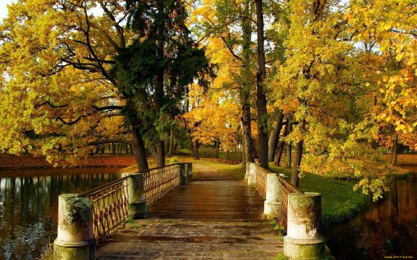 Петергоф аллея парка осень