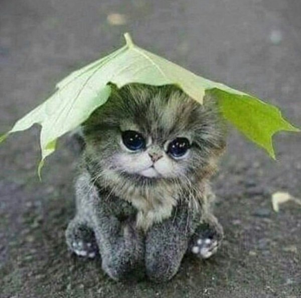 Хорошего настроения в любую п