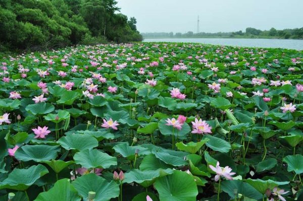 Озеро ханка Дальний Восток
