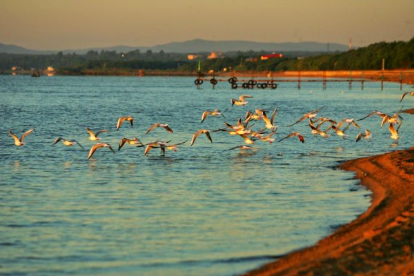 Озеро ханка Приморский край