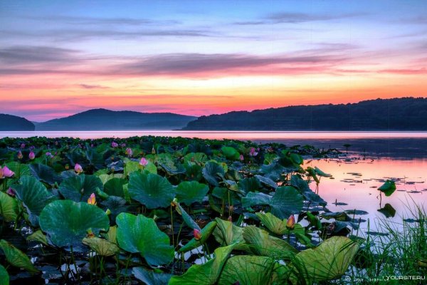 Озеро лотосов Приморский край