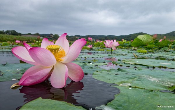 Лотос Комарова на озере ханка