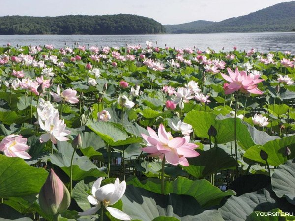 Лотос Комарова Дальневосточный